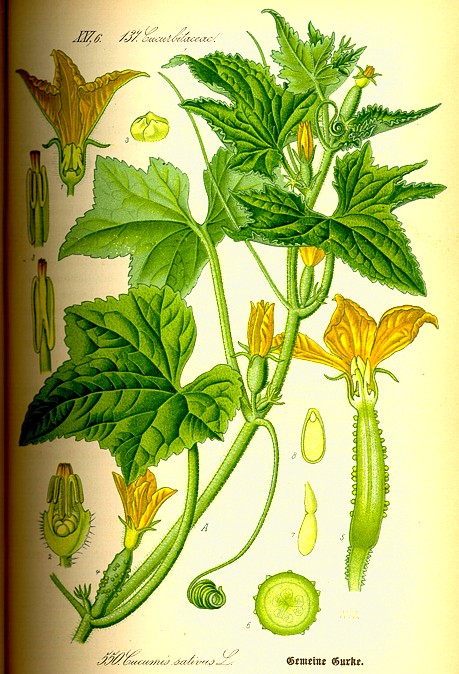 Semi Di Cetriolo Mela (Cucumis Sativus) - Varietà Antica Dolce - Confezione Da Circa 10 Semi - Magic Garden Seeds