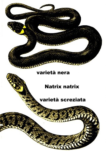 biscia