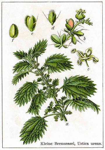 Risultati immagini per ortica tavola botanica