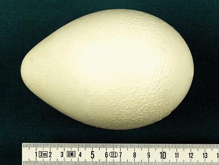 Pinguino_imperatore_Aptenodytes_forsteri_egg