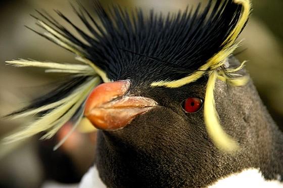 Pinguin Waitaha ( Megadyptes waitaha )