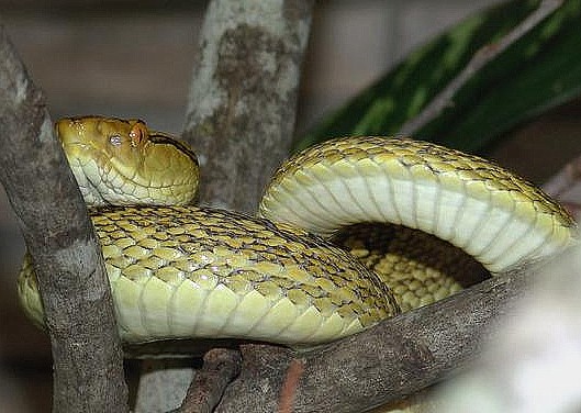 Okinawa Habu, Habu Snakes, Japanese Snakes