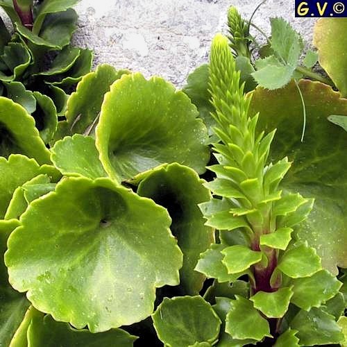 scodellina20Cotyledon20umbilicus Veneris20bis