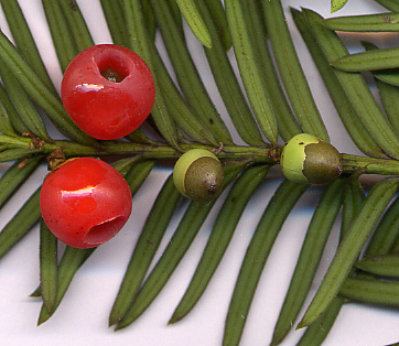 taxus baccata figure