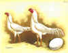 Aseel bianca.jpg (88806 byte)