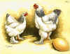 Brahma bianco columbia.jpg (101918 byte)