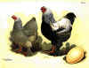 Brahma perniciata argento.jpg (95026 byte)