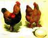Cocincina perniciata pluriorlata.jpg (113305 byte)