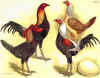 Combattente inglese moderno.jpg (105228 byte)