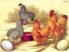 Gallus ecaudatus e Cocincina nana fulva.jpg (107786 byte)