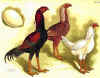 Malese.jpg (110970 byte)