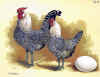 Nana olandese cucu.jpg (110121 byte)