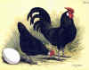 Nana olandese nera.jpg (97978 byte)