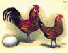 Nana olandese pagliettata oro.jpg (106488 byte)