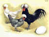 Olandese dal ciuffo.jpg (87686 byte)