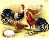 Phoenix argento e oro.jpg (123908 byte)