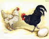 Pollo arricciato bianco e nero.jpg (87067 byte)
