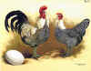 Pollo della Frisia orientale spruzzato argento.jpg (111249 byte)