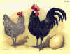 Pollo di Berg a cresta doppia.jpg (99049 byte)