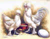 Sultano bianca.jpg (112562 byte)