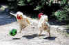galli_calciatori.jpg (119928 byte)