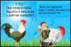 gallina_con_le_palle_huevos.jpg (60095 byte)