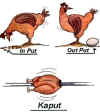 gallina_kaput.jpg (26612 byte)