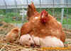 gallina_supermamma.jpg (82405 byte)