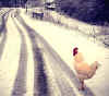 gallo_a_passeggio_nella_neve.jpeg (46910 byte)