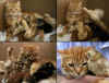 gatto_chioccia_felina_e_pulcini.jpg (155143 byte)