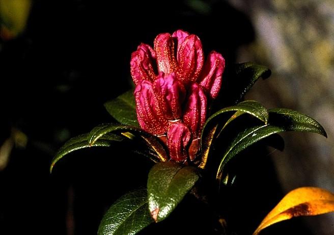 Rhododendron ferrugineum Ericaceae Rododendro Rosa delle Alpi