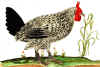 035fig002 cresta a cornetti.jpg (135764 byte)