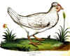 035fig010 Gallina candida cristata instar alaudae.jpg (137849 byte)