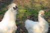 030fig008 ciuffo maschio e femmina Silky.jpg (85967 byte)