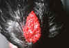 030fig008 cresta a rosa barbuta d'anversa.jpg (68025 byte)