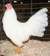 031fig007 cresta a noce gallo Chantecler.jpg (52262 byte)