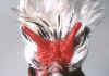 031fig008 cresta a corno appenzeller.jpg (72202 byte)