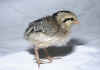 001fig002 pulc Phoenix Shokoku dorato 2.jpg (61558 byte)