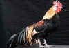 001fig003 Phoenix dorato orizzontale.jpg (69106 byte)