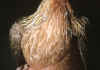 001fig006 MEG dorato femmina 2.jpg (68424 byte)