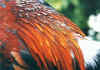 001fig008 lanceolate groppone gallus gallus spadiceus.jpg (79762 byte)