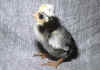 003fig003 pulc Polish NCB nana 1.jpg (68228 byte)