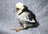 003fig004 pulc Polish NCB nana 2.jpg (71711 byte)