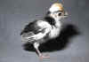 003fig005 pulc Polish NCB nana 3.jpg (62298 byte)