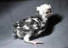 003fig006 pulc Polish NCB nana 4.jpg (63389 byte)