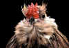 006fig001 barbuta di Watermaal quaglia maschio.jpg (55469 byte)