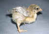 006fig002 pulc wyandotte pluriorlata oro.jpg (68430 byte)