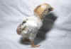 008fig001 pulc cornish doppio orlo 1.jpg (61963 byte)
