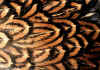 008fig003 cornish orlo doppio 1.jpg (92918 byte)