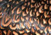 008fig004 cornish orlo doppio 2.jpg (92242 byte)